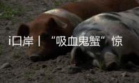 i口岸丨“吸血鬼蟹”惊现拱北口岸！170只"异形生物"偷渡被抓